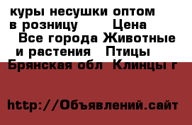 куры несушки.оптом 160 в розницу 200 › Цена ­ 200 - Все города Животные и растения » Птицы   . Брянская обл.,Клинцы г.